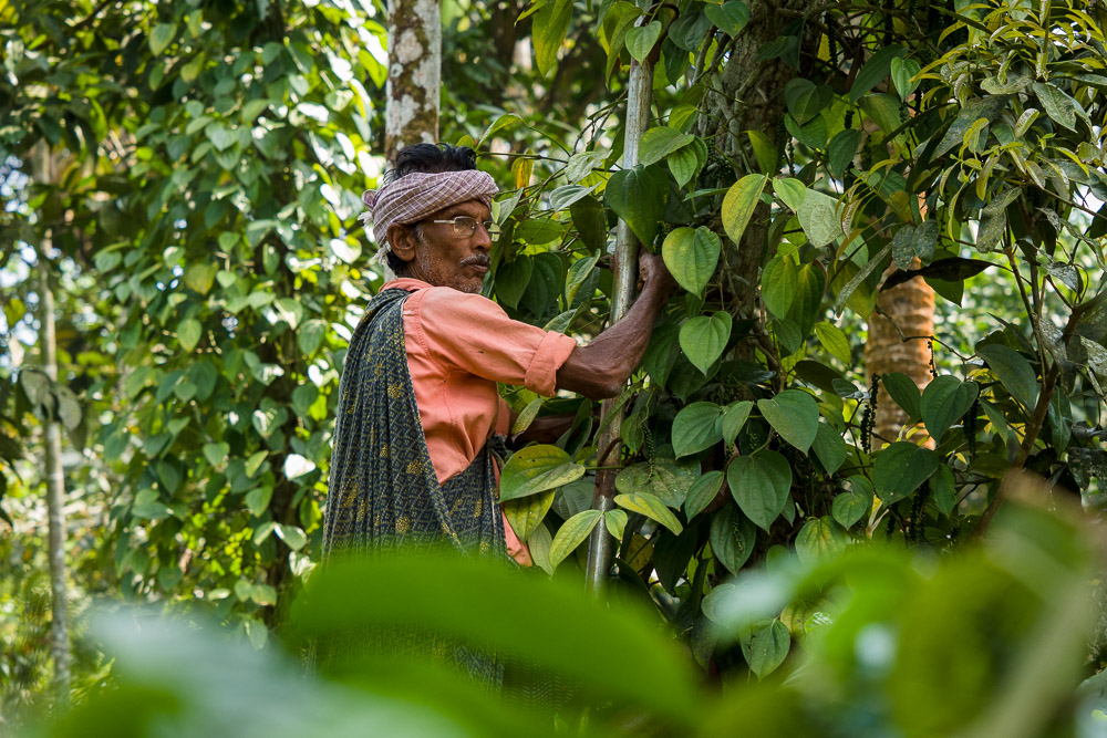 Selva Raj, pepper farmer from Coonoor
