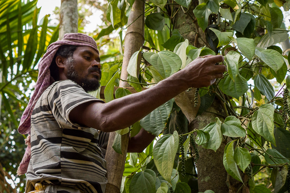 Chandar Bose, pepper farmer from Kotagiri