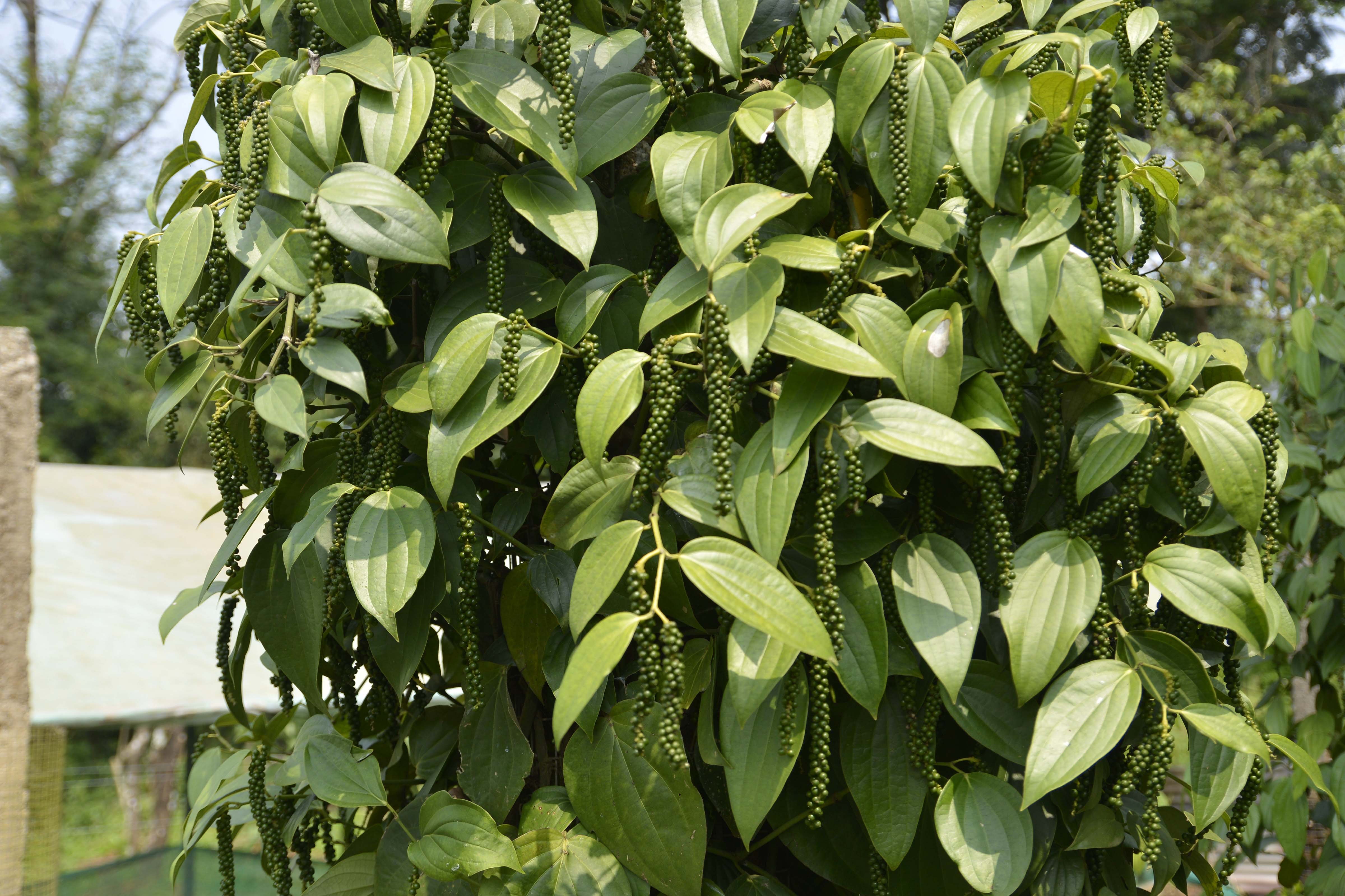 Pepper plantations in the Nilgiris