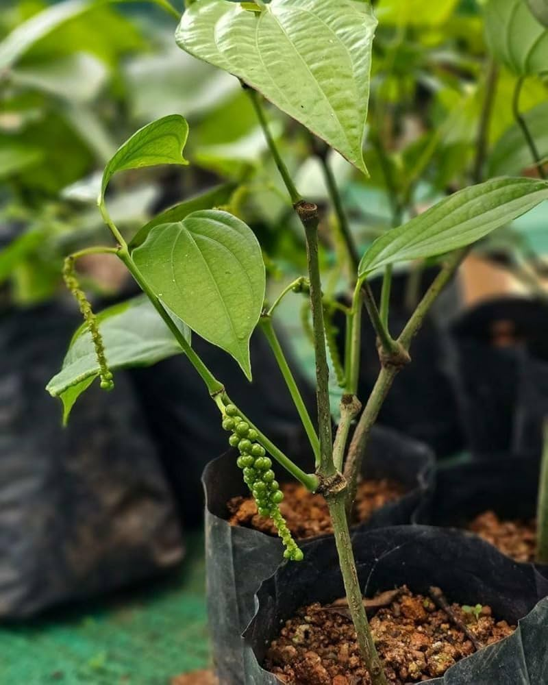 Young pepper plant in nursery