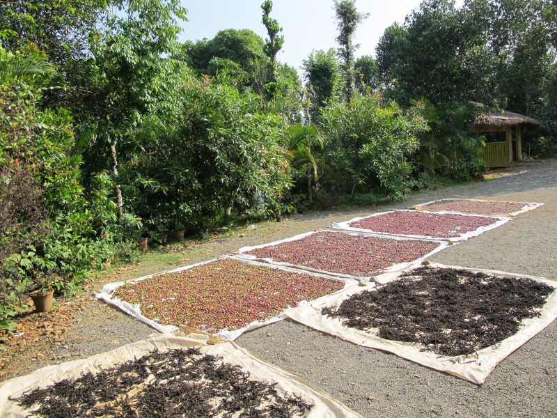 Pepper berries sun-drying on mats