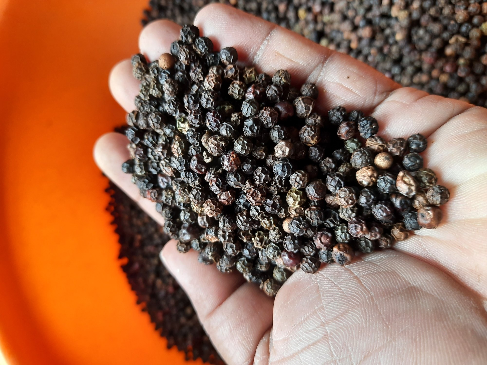 Hand-sorting dried peppercorns