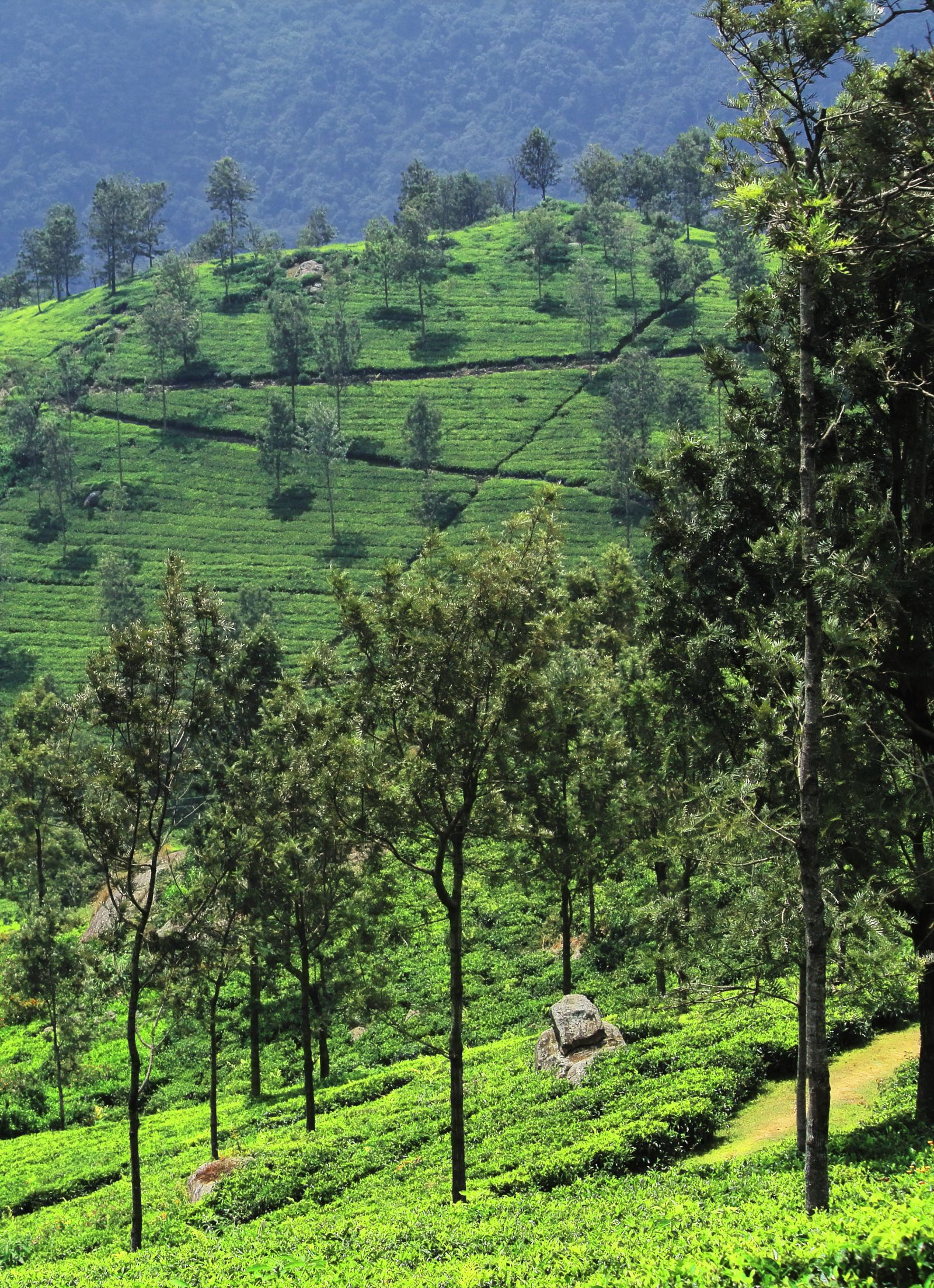 Nilgiri hillside plantations