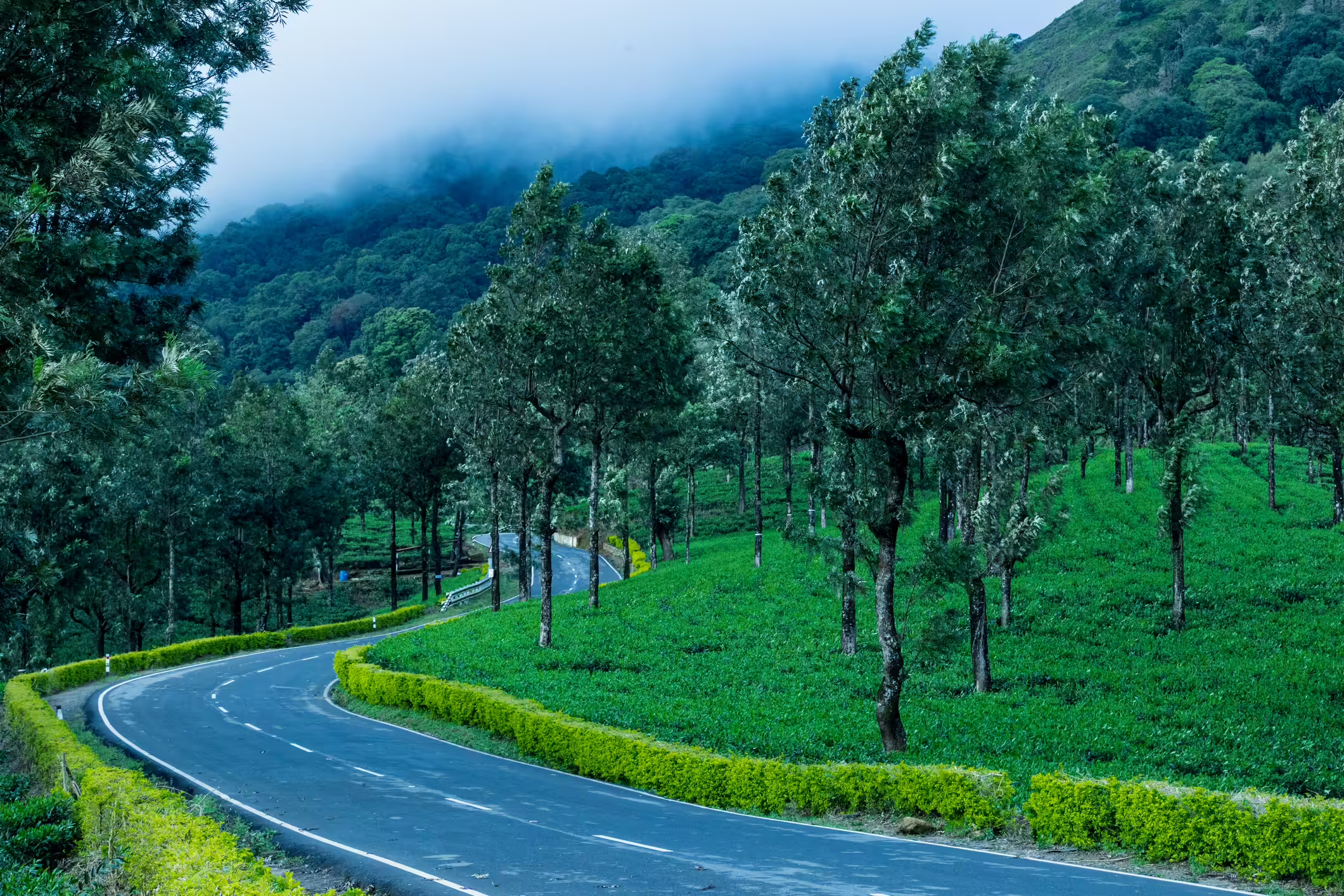 Nilgiri hills and plantations
